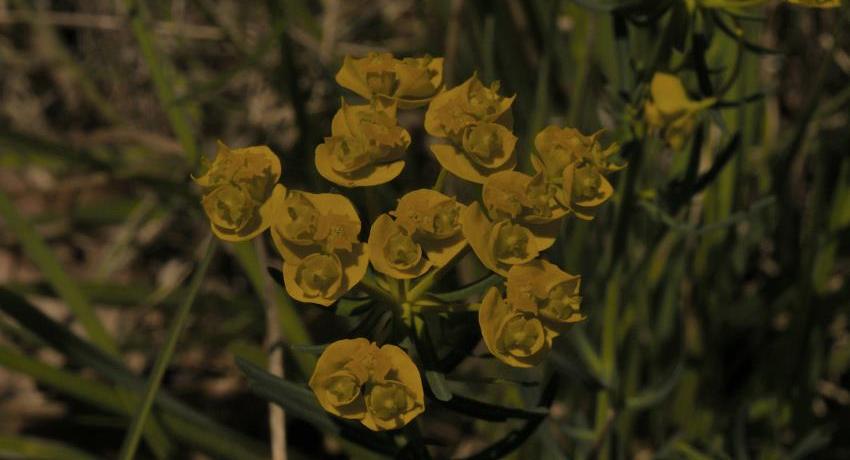 Zypressenwolfsmilch (Euphorbia cyparissias) beim Gymnasium an der Fischamender Straße 