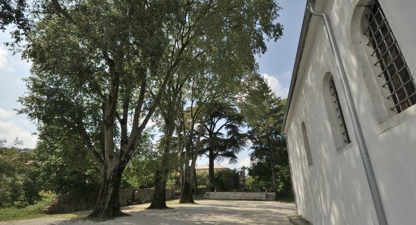 Der Europäische Zürgelbaum (Celtis australis) ist eine stadtklimarobuste südeuropäisch-vorderasiatische Baumart – hier schöne Altbäume in Buzet in Istrien.