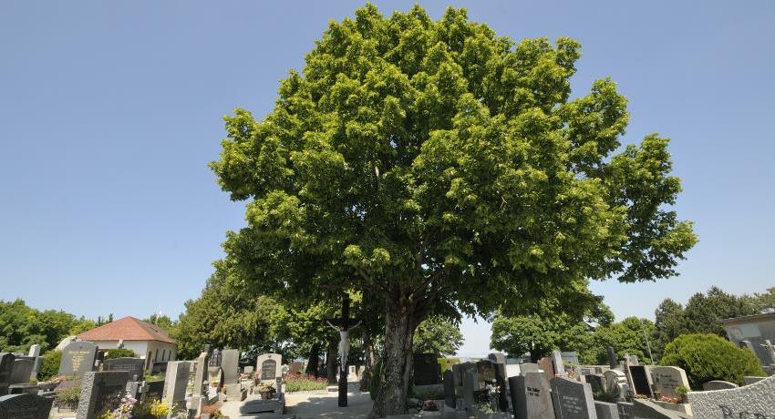 Eine alte Linde mit gekappter Krone am Friedhof