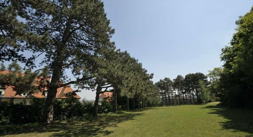 Eine Reihe von ca. 150 Jahre alten Schwarzkiefern (Pinus nigra) im Naturdenkmal „Schwarzkiefernwald“