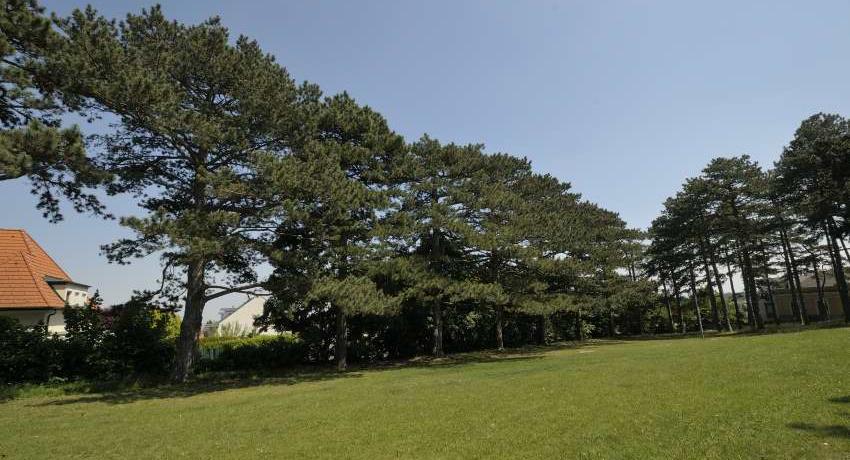 Eine Reihe von ca. 150 Jahre alten Schwarzkiefern (Pinus nigra) im Naturdenkmal „Schwarzkiefernwald“