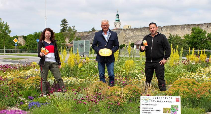 Bürgermeister Ing. Gerhard Weil, Marlene Weintritt vom Bauamt und Bauhofleiter Franz Gutdeutsch mit "Goldenem Igel" im bunt blühenden Staudenbeet beim Kreisverkehr Alte Wiener Straße im Frühjahr 2020