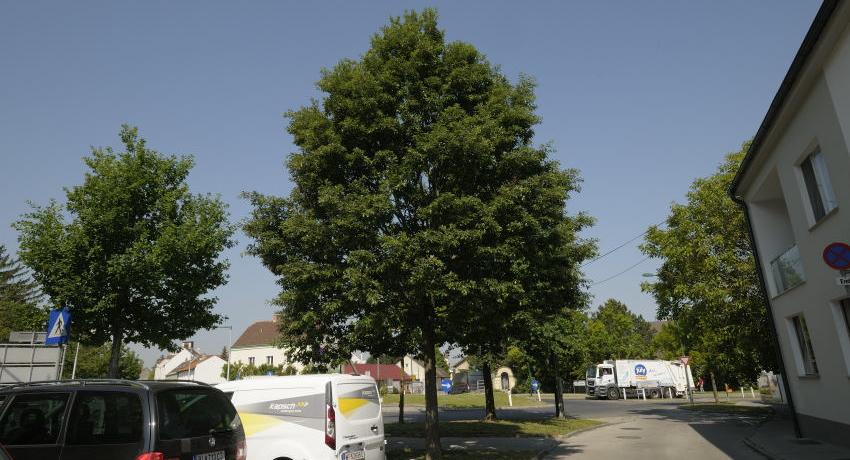 Die Zerreiche (Quercus cerris) ist bei uns im Straßenraum die robusteste der heimischen Eichenarten. Sie ist (ost-)submediterran verbreitet und bei uns am nordwestlichen Rand ihres natürlichen Vorkommens. Bisher wird sie aber noch selten verwendet.