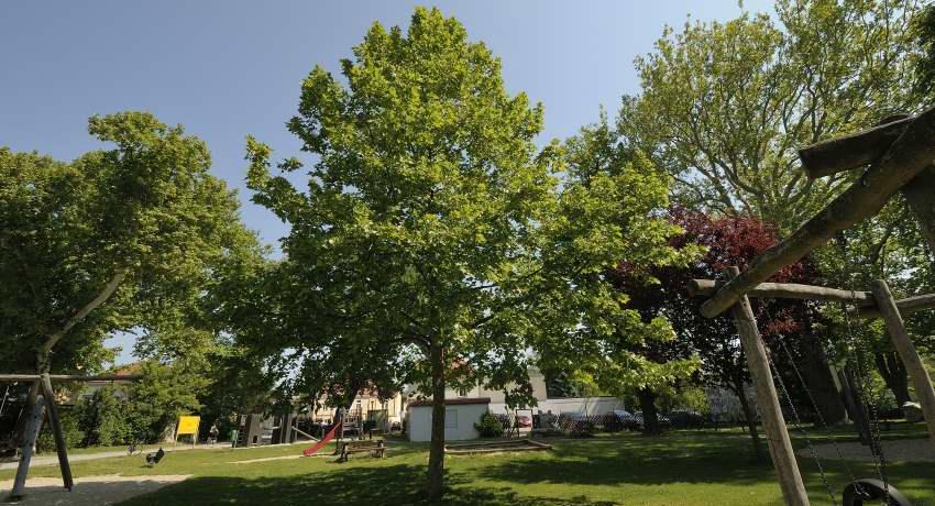 Die Ahornblättrige Platane (Platanus x acerifolia) ist ein äußerst stadtklimarobuster, großkroniger und raschwüchsiger Baum. 