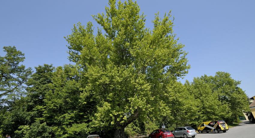 Mächtige Platane vor der Ungarischen Krone im Frühling