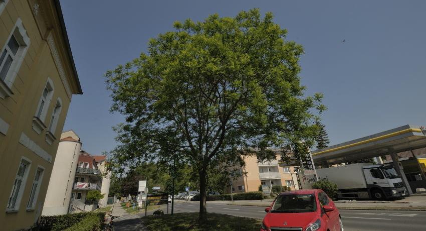 Der Japanische Schnurbaum (Sophora japonica) ist ein stadtklimarobuster, großkroniger Baum. Hier an der B10 in Bruckneudorf.