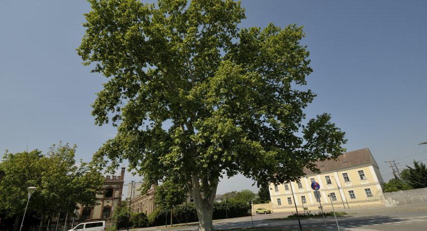 Alte Platane an der Lagerstraße im Frühling