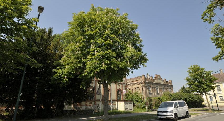 Rosskastanie (Aesculus hippocastanum) in Blüte