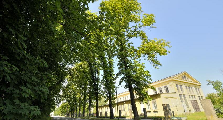 Alte Kastanienzeile an der Theißstraße bei der Heeresbauverwaltung