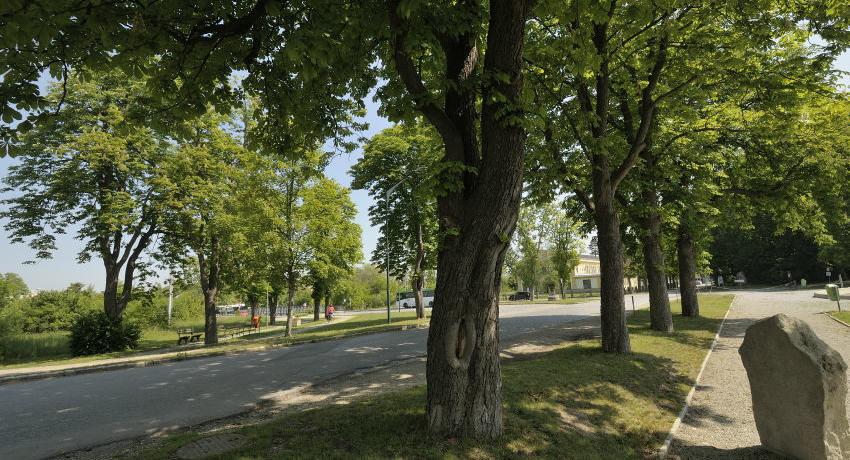 Alte Rosskastanien als Herausforderung für die Baumkontrolle