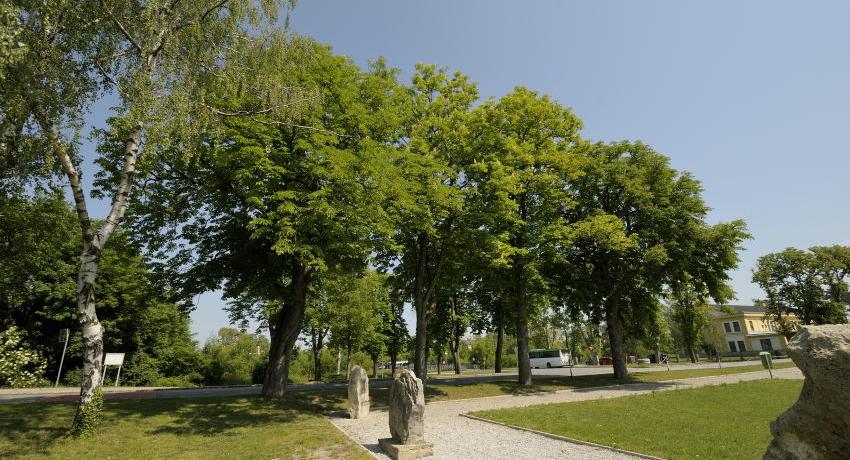 Alter Kastanienbestand beim Kriegerdenkmal