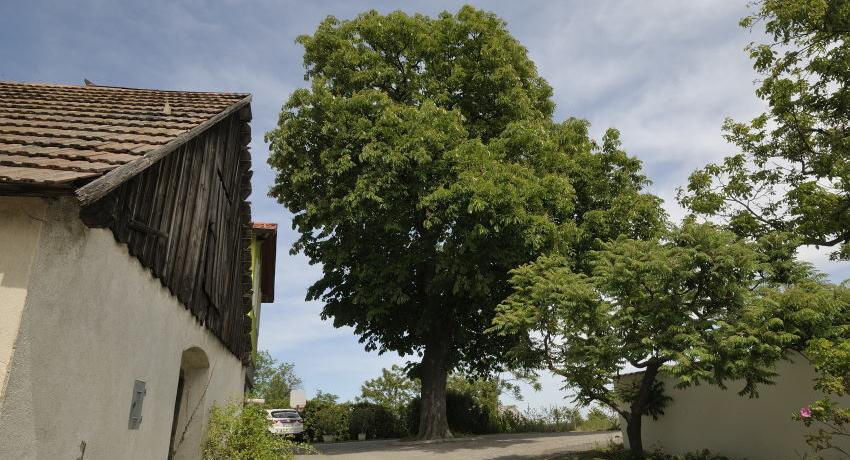 Mächtige, alte Rosskastanie im Frühling