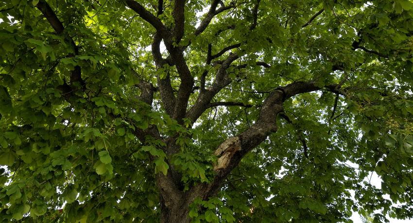 Bruchstelle und Kronensicherung