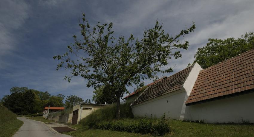 Maulbeerbaum am Bühel beim Laubaustrieb Ende Mai - wegen des späten Laubaustriebs erst nach den letzten Frösten, ist der Maulbeerbaum laut Plinius dem Älteren ein "weiser Baum"