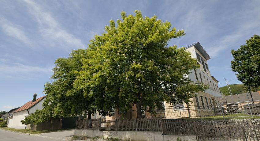 Rosskastanien in Blüte bei der Volksschule