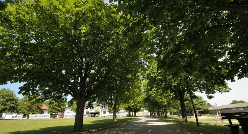 Kastanienallee zum Friedhof, vitale Bäume im Frühjahr