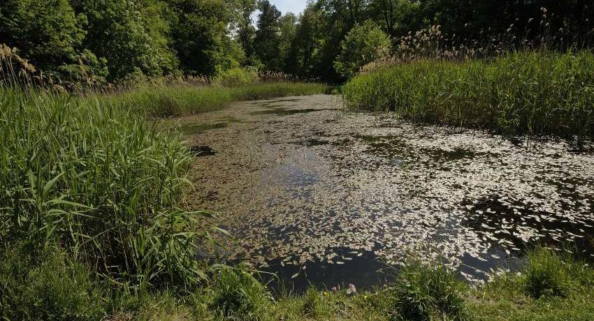 Das Feuchtbiotop 2020: große Wasserfläche umgeben von Schilf