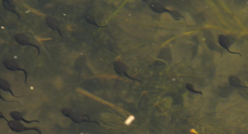 Kaulquappen der Erdkröte (Bufo bufo) im Frühjahr 2020
