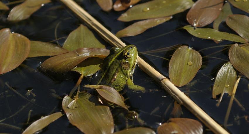 Teichfrosch (Rana „esculenta“) im ehemaligen Waldbad - 2020