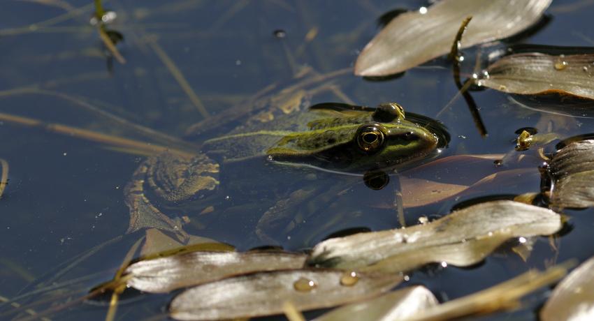 Teichfrosch (Rana „esculenta“)