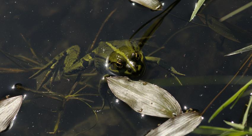 Ein Teichfrosch (Rana „esculenta“) beobachtet den Fotografen