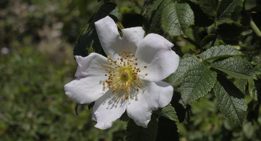 Blüte der Busch-Rose (Rosa corymbifera)