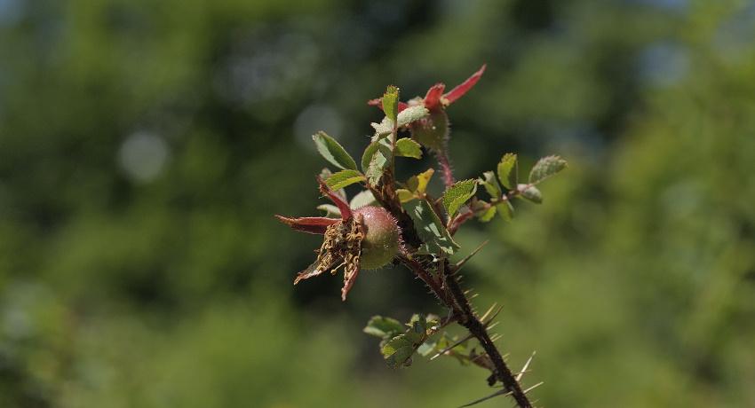 Atypische Früchte der Bibernell-Rose (Rosa pimpinellifolia)