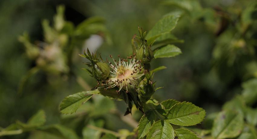 Knospen und verblühte Blüte der Busch-Rose (Rosa corymbifera)