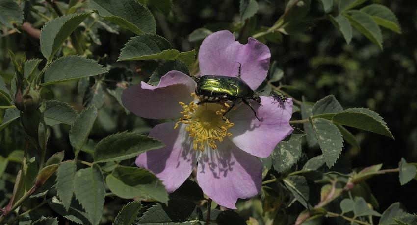 Blüte der Vogesen-Rose (Rosa dumalis) mit Gemeinem Rosenkäfer (Cetonia aurata)