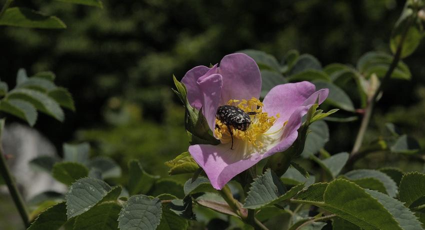 Blüte der Vogesen-Rose (Rosa dumalis) mit Trauer-Rosenkäfer (Oxythyrea funesta)
