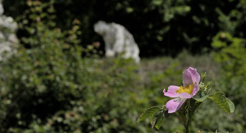 Rosenblüte im Vordergrund, dahinter – unscharf - der leidende Jesus