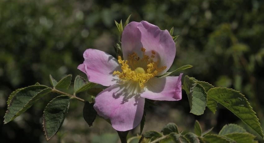 Blüte der Vogesen-Rose (Rosa dumalis)