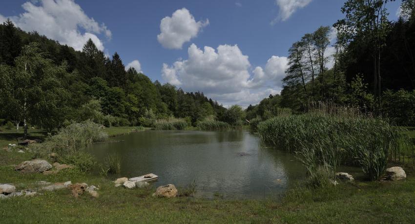 Das Feuchtbiotop 2020 eingebettet in die Wald- und Wiesenlandschaft bei Wiesmath