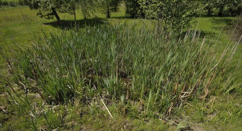Tümpel 2020 zehn Jahre nach Fertigstellung, dicht mit Rohrkolben (Typha latifolia) bewachsen