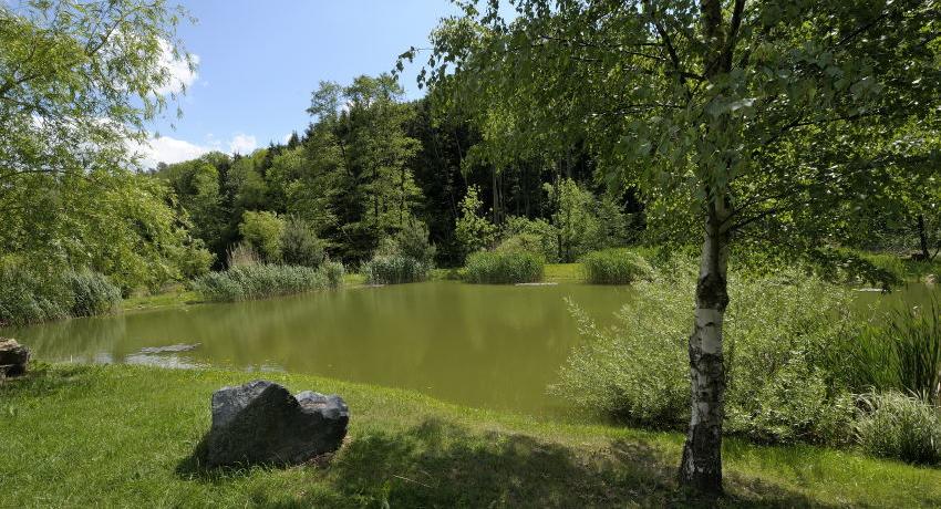 Der Weiher im Jahr 2020 wirkt als wäre er schon immer da gewesen