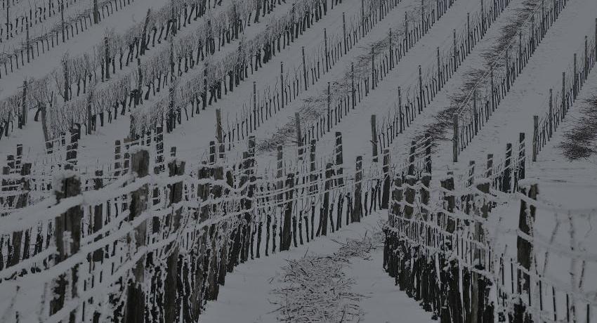 Eisbehangene Weingärten im Schnee mit Rebschnitten am Boden