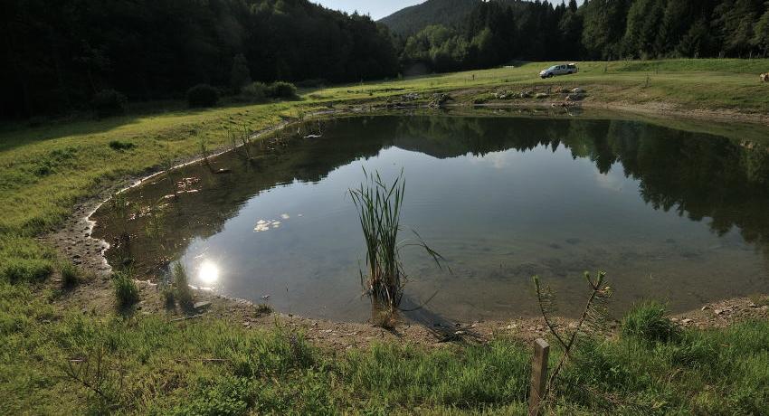 Weiher im Jahr 2010 knapp nach dem Bau, im Hintergrund die angrenzenden Wälder