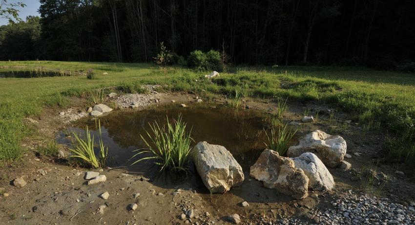 Tümpel 2010, ca. ein Jahr nach dem Bau