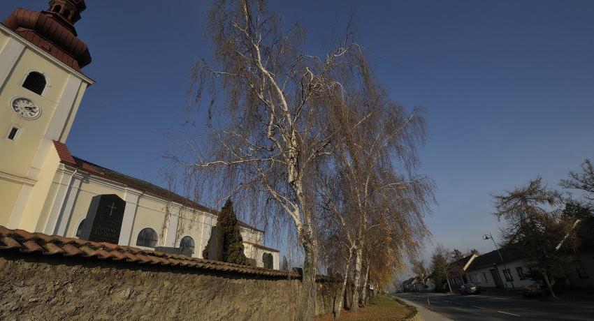 Birkenreihe neben der Kirche in Prellenkirchen