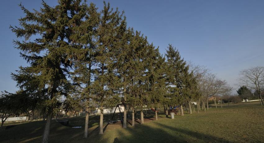 Fichtenreihe am Rand des Brunnenschutzgebietes in Prellenkirchen