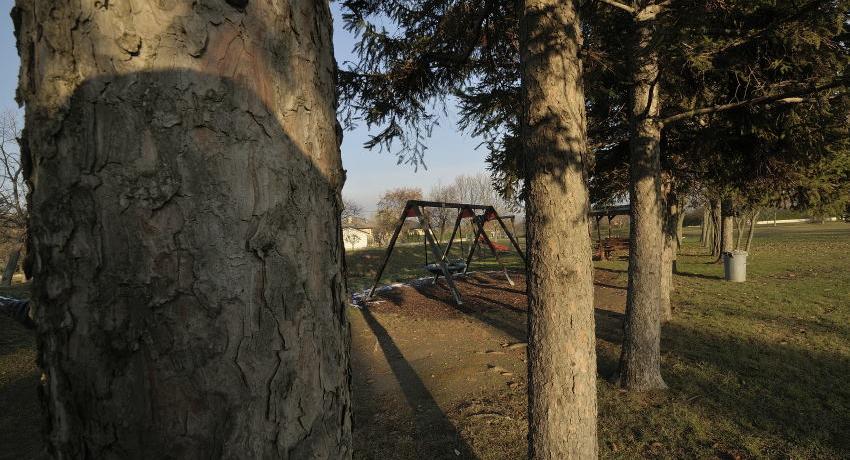 Fichtenreihe zwischen Brunnenschutzgebiet und Spielplatz