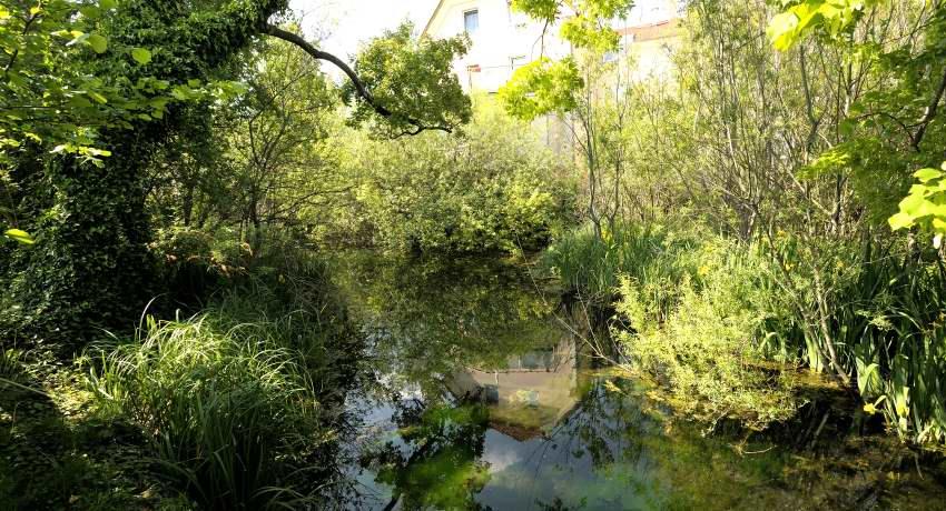 Der Atzlerteich 2020 wirkt wie ein natürlicher Waldtümpel