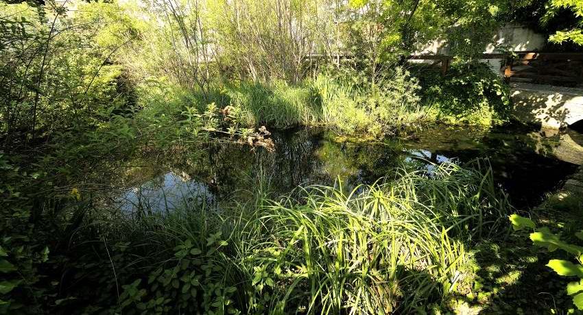 Der Atzlerteich 2020 mit Sumpfpflanzen, wie der Sumpf-Schwertlilie (Iris pseudacorus) und spontan aufgewachsenen Weiden