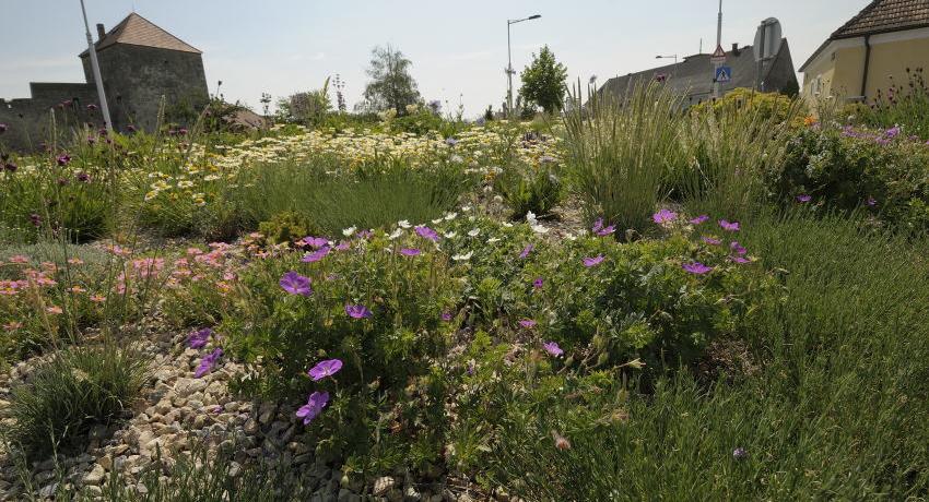 Blutroter Storchschnabel (Geranium sanguineum) und eine weiße Form Mitte Mai