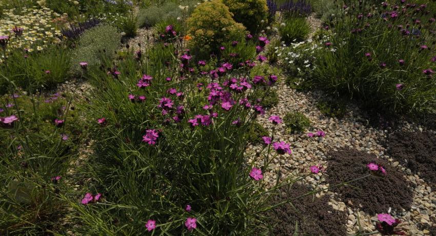 Die Kartäusernelke (Dianthus carthusianorum) ist wegen ihrer Robustheit und der langen Blütezeit eine besonders wertvolle Gruppenstaude