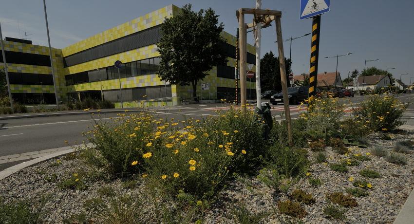 Staudenbeet an der Fischamender Straße, die Bepflanzung wurde farblich auf die Fassadengestaltung des Gymnasiums abgestimmt