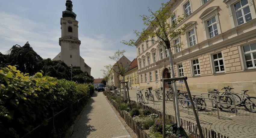 Schmales Staudenbeet vor der Volksschule am Hauptplatz, Mitte Mai 2020