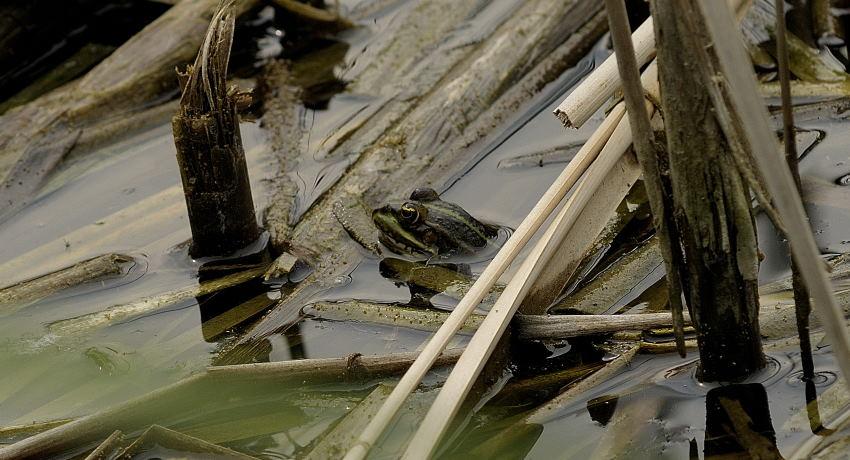  Wasserfrosch