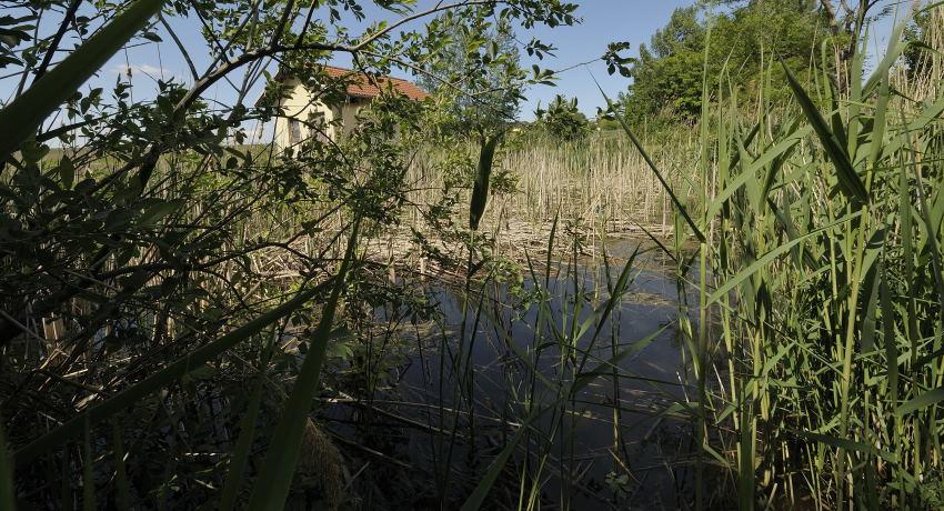 Naturnaher Zustand des ehemaligen Nachklärbeckens im Jahr 2020. Blick durch’s Schilf auf die Wasserfläche