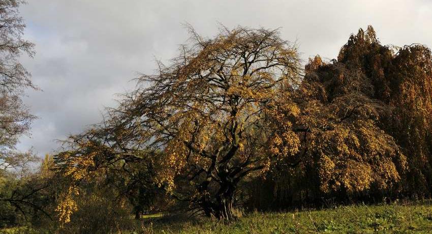 Die zweite historische Hänge-Hainbuche (Carpinus betulus „Pendula“) ist vermutlich noch malerischer als die andere und konnte im Zuge der Revitalisierungsmaßnahmen freigelegt werden. 